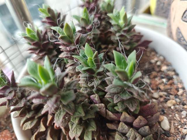 一加12开箱体验：人生第一台哈苏，看看一加的十年力作