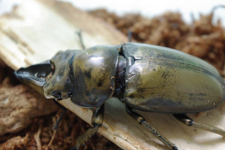 浑身散发金黄光泽的色虫 全面详解黄金鬼锹属