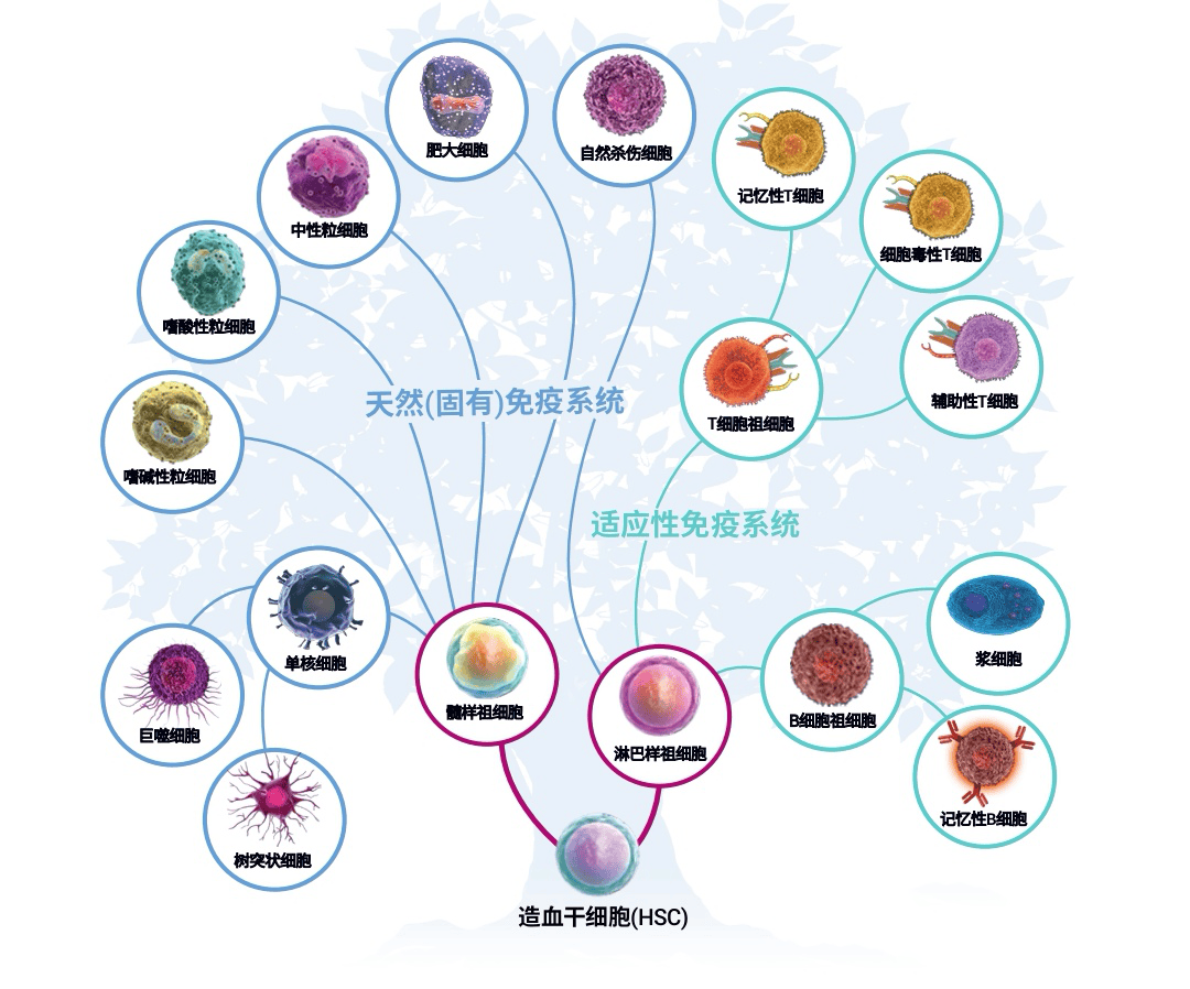 科普丨炎症与免疫细胞