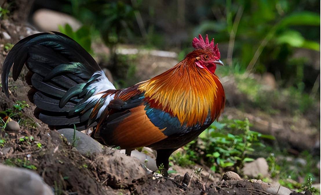 世界上最"嚣张"的鸡,敢吃一口牢底坐穿,它究竟是何来头?