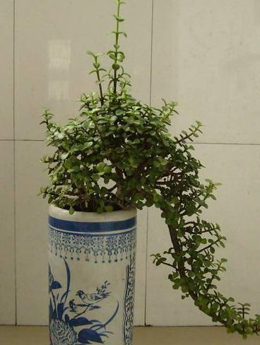 金枝玉叶按时"修剪"很必要,成老桩观赏性强,养出高价"盆栽"