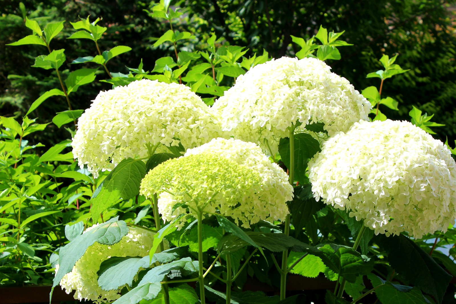 此植物超耐寒,东北能露养过冬,花大美丽花期长,阳台盆栽也可以