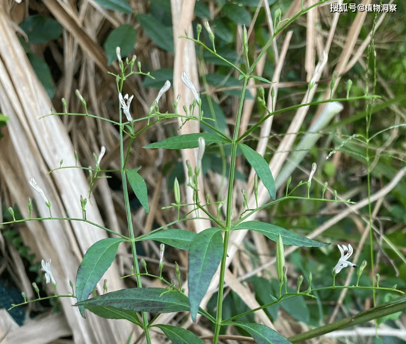 原创这植物味道极苦俗称穿心莲野外遇到别错过煮水泡茶有妙用