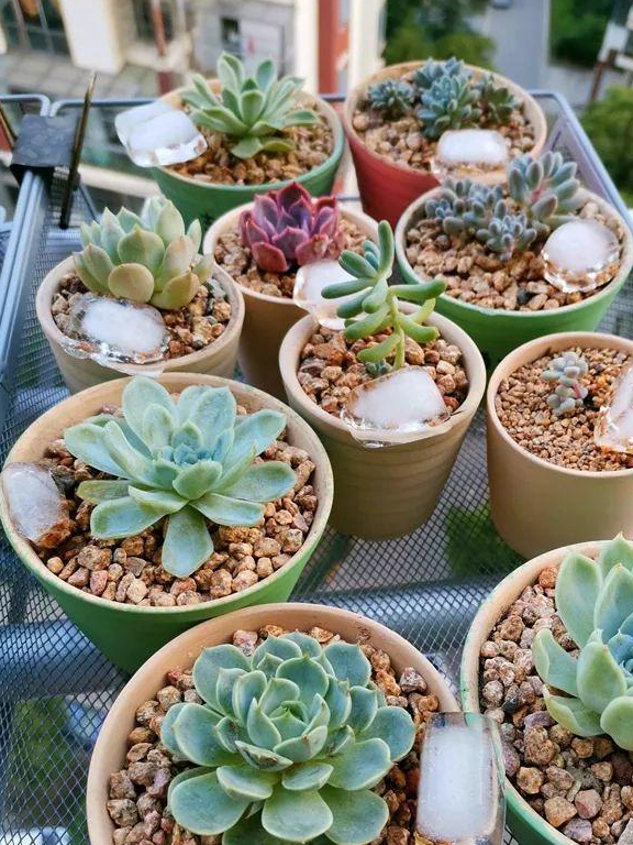 把多肉当腊肉挂起来,变成1米老桩,再热都不怕!