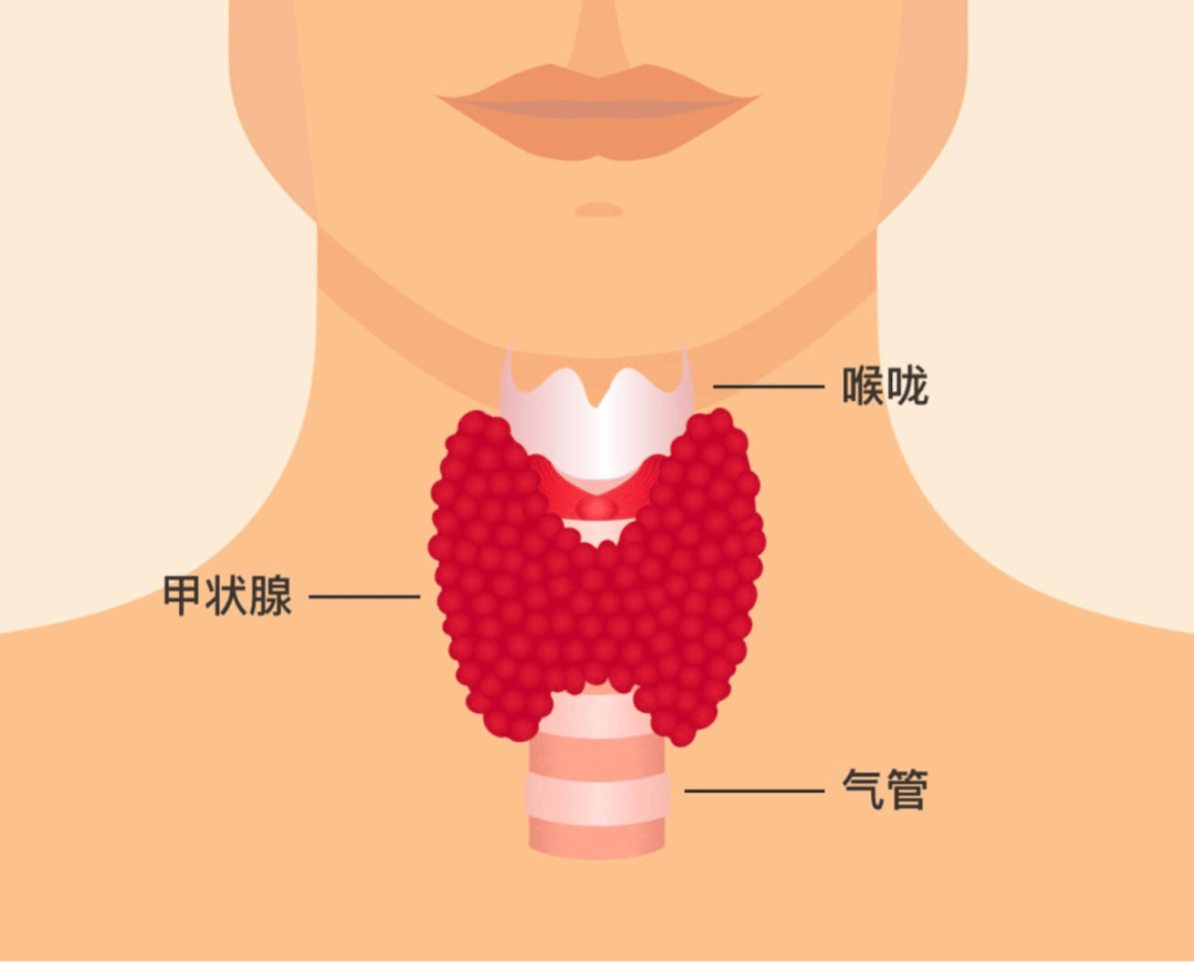 女性甲状腺位置图片