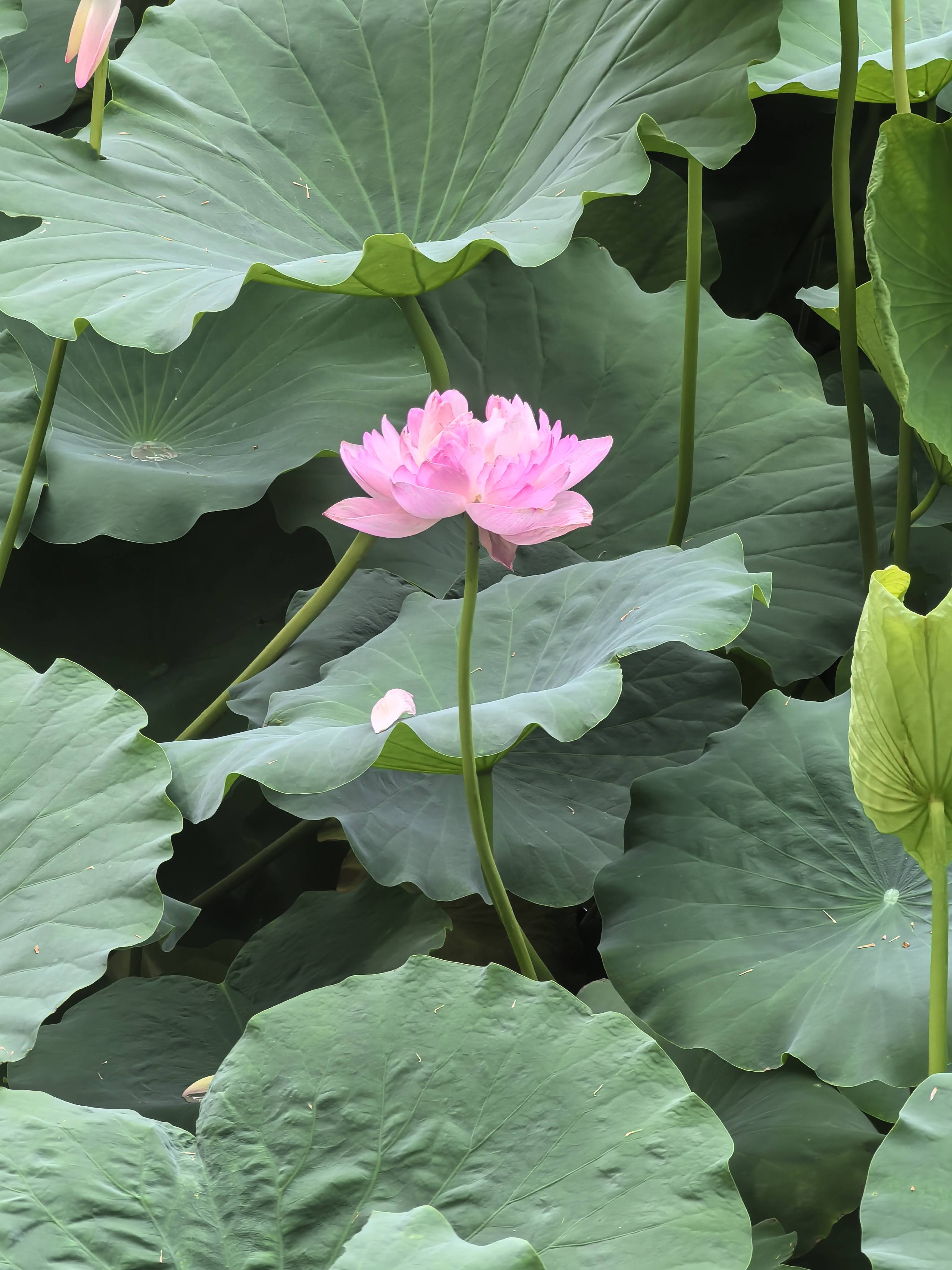 智库高级编辑原内参主编杨兆波十首诗:对于荷花的遐思迩想