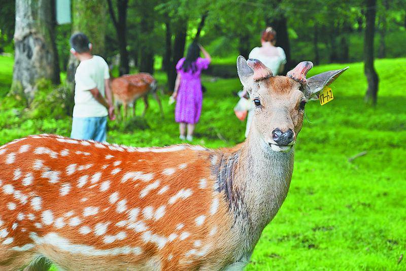 " 最好的课堂在路上!"200多名小学生在平山皇家鹿苑"边玩边学"