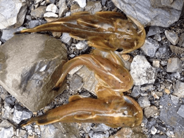 石爬子的哭泣:每斤千元一鱼难求,躲进山洞却逃不脱被吃的命运!