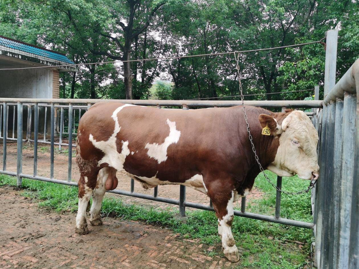 肉牛养殖管理很重要,肉牛养殖日常管理常识有哪些?
