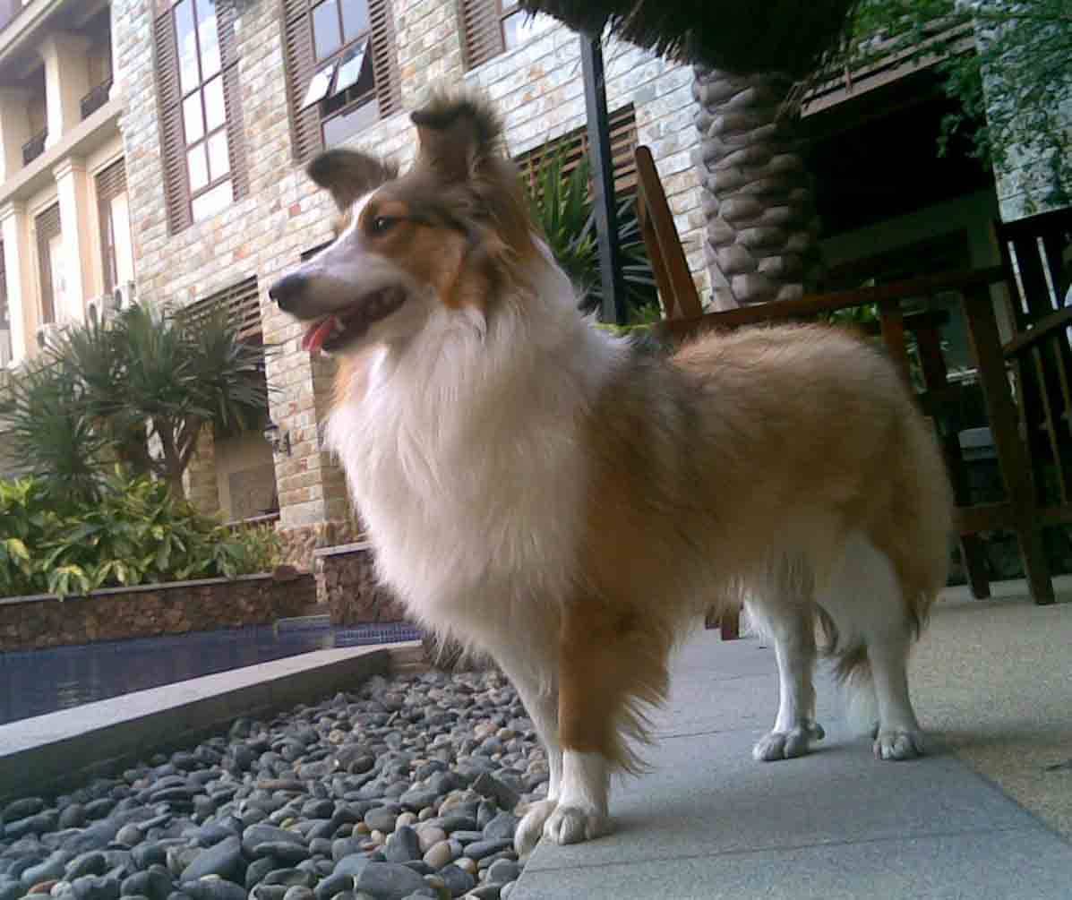 喜乐蒂牧羊犬：价格与价值并存_搜狐网, image size:1197x1005