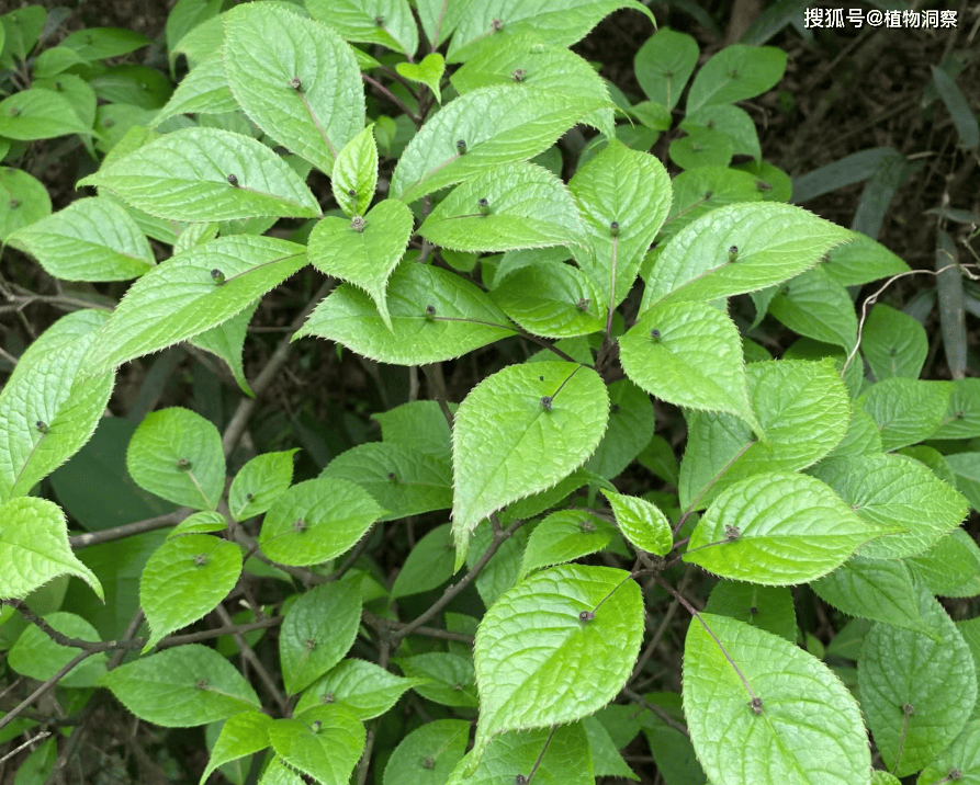 青荚叶,又称叶上花,叶上珠,2大作用,价值极高,宝妈要了解!