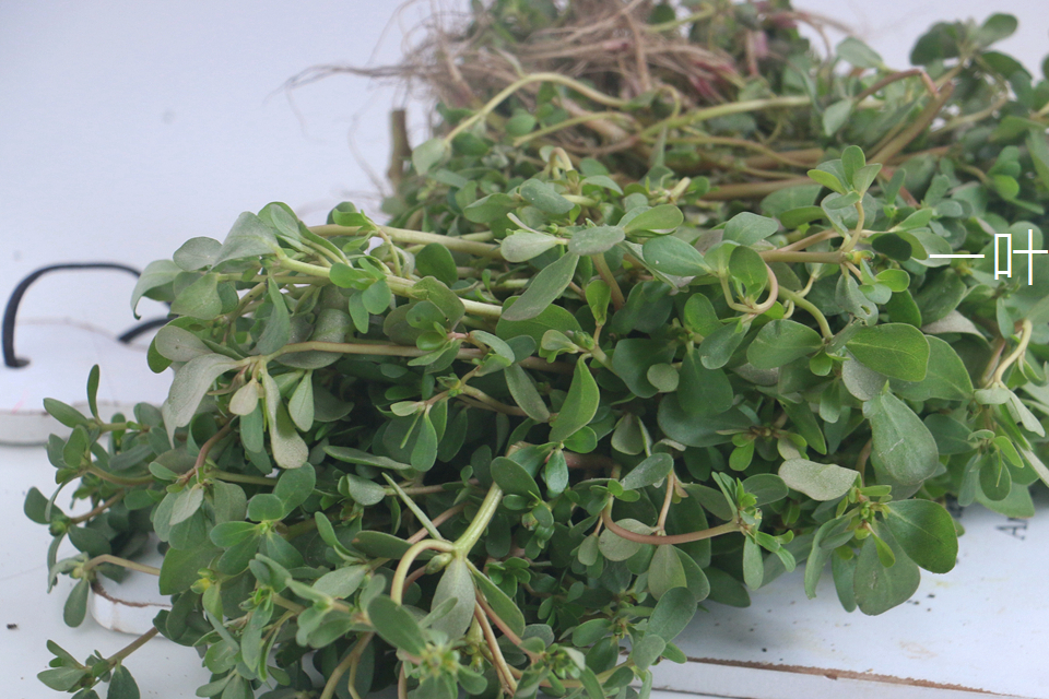 路边野菜,不摘亏了,城里卖得贵,清热降火,加鸡蛋一炒,香极了