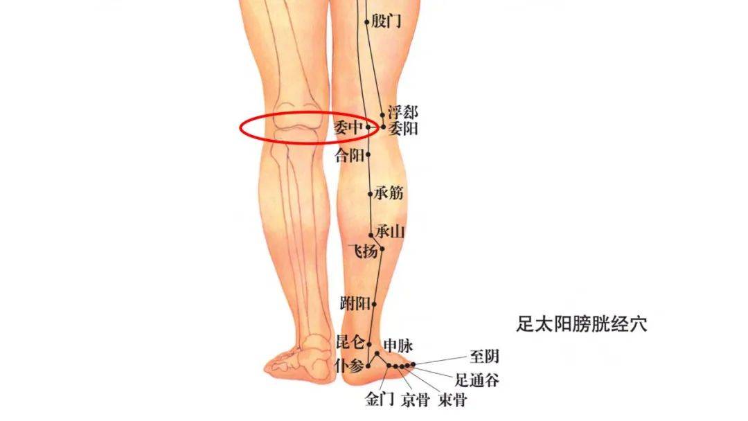 腿部后面的经络图图片