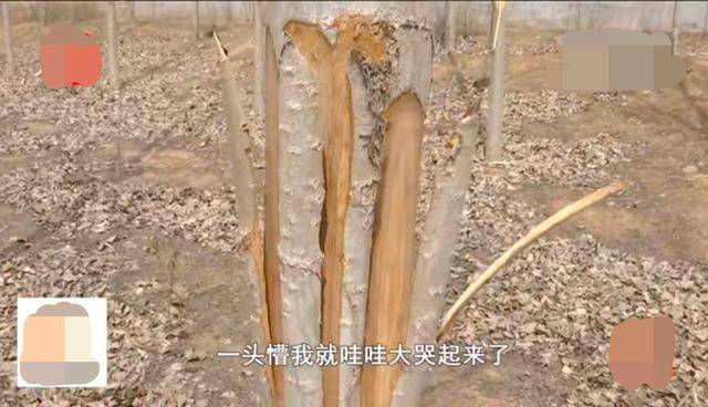 石家庄300棵杨树被人一夜扒皮,老人瘫地痛哭:5年心血完了