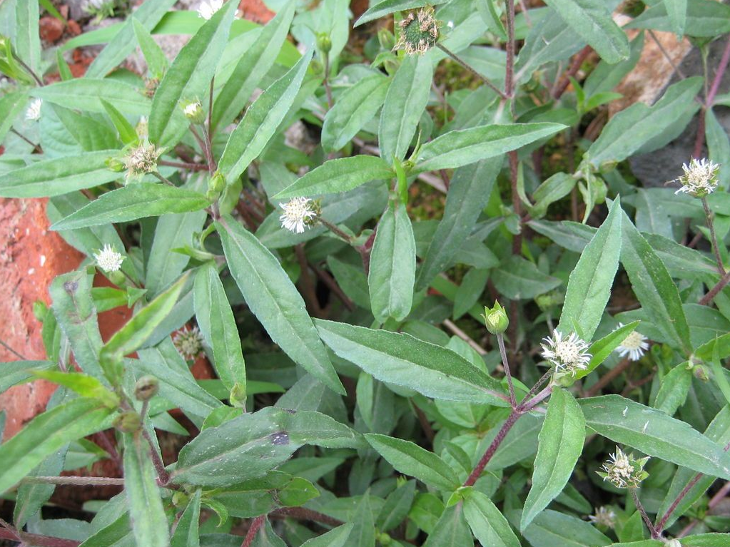 这种野草在农村常见,果实像莲蓬,是乌发,生眉毛良方