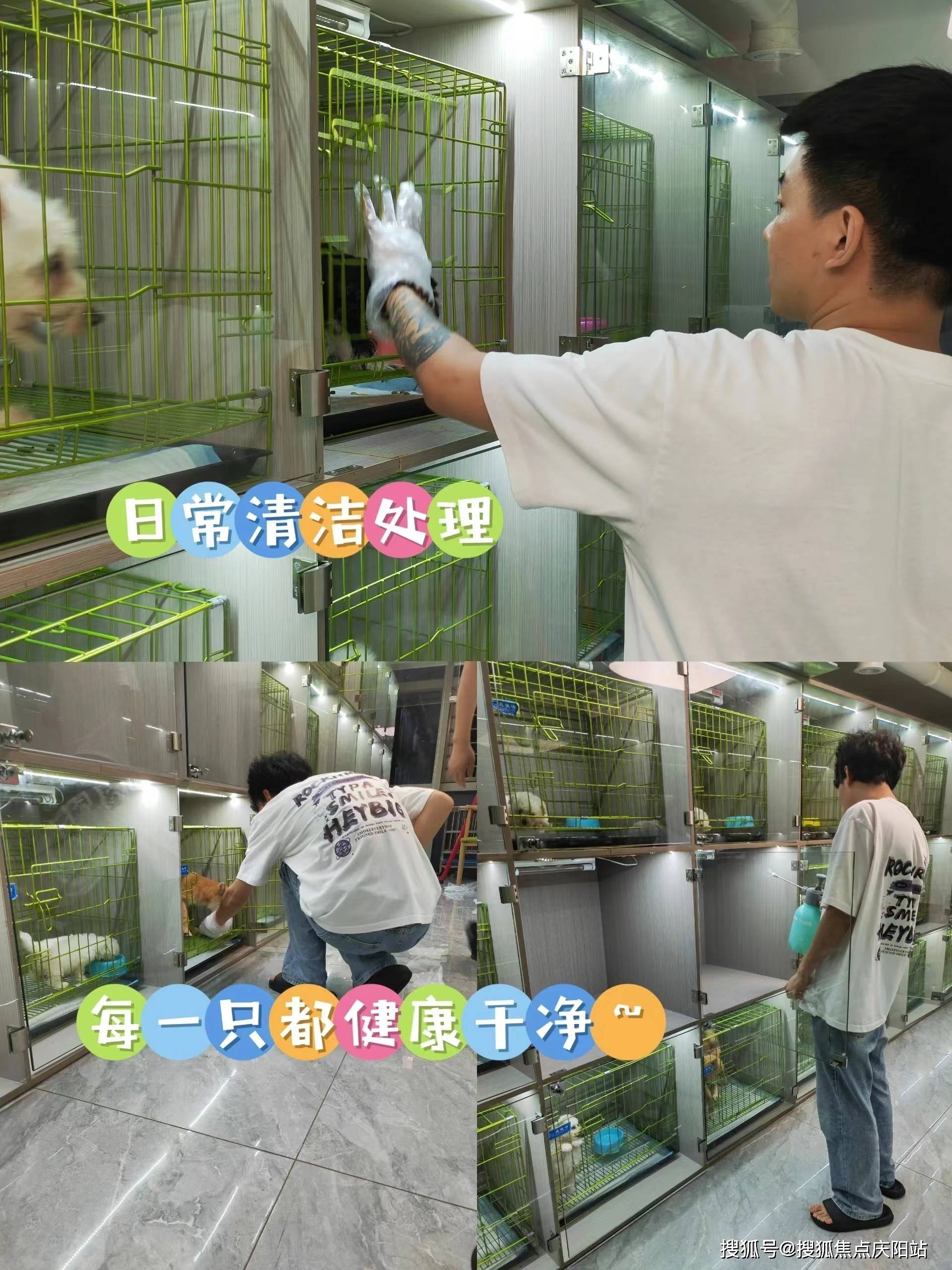 上海浦东区买英短蓝白猫丨上海卖英短蓝白猫的宠物店丨上海福安家猫猫