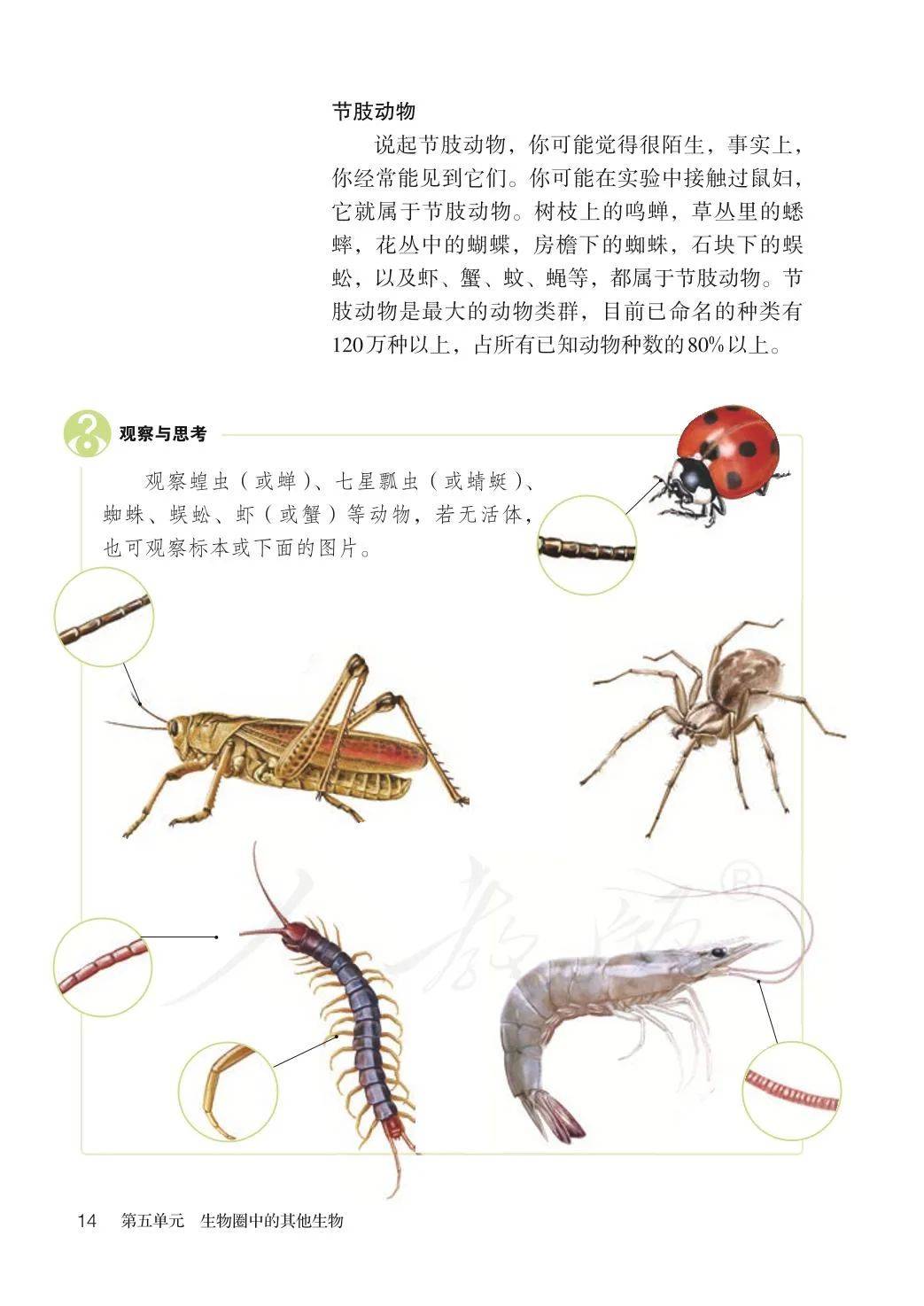 八年级上册生物教材
  第1张
