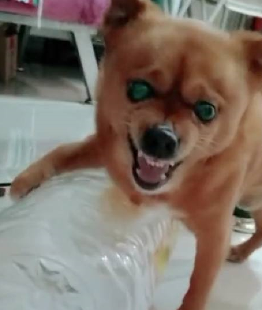 这只小狗狗也可以说是狗狗界的一只枭雄,它遇到令它生气的事情它的