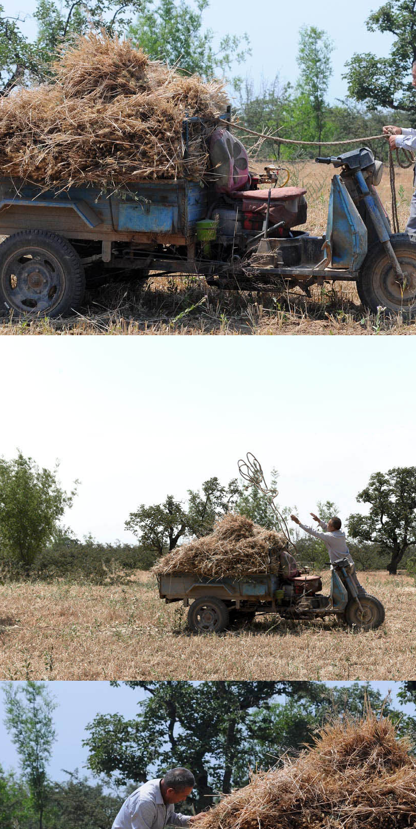 56岁农村大哥手工割麦子,供出两个大学生,现在操心给儿子买房子