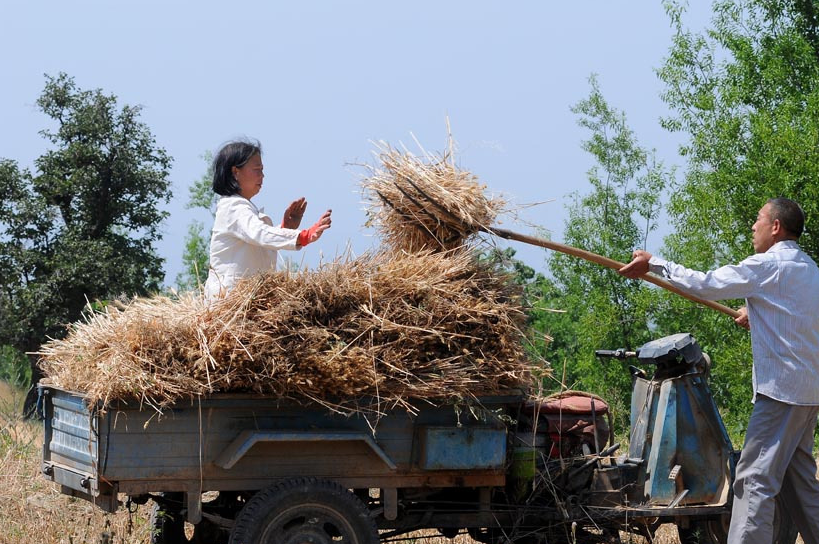 56岁农村大哥手工割麦子,供出两个大学生,现在操心给儿子买房子
