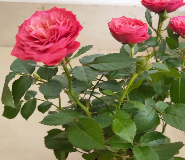 苦养月季,不如学点"技巧",掌握好了,夏季也能爆花