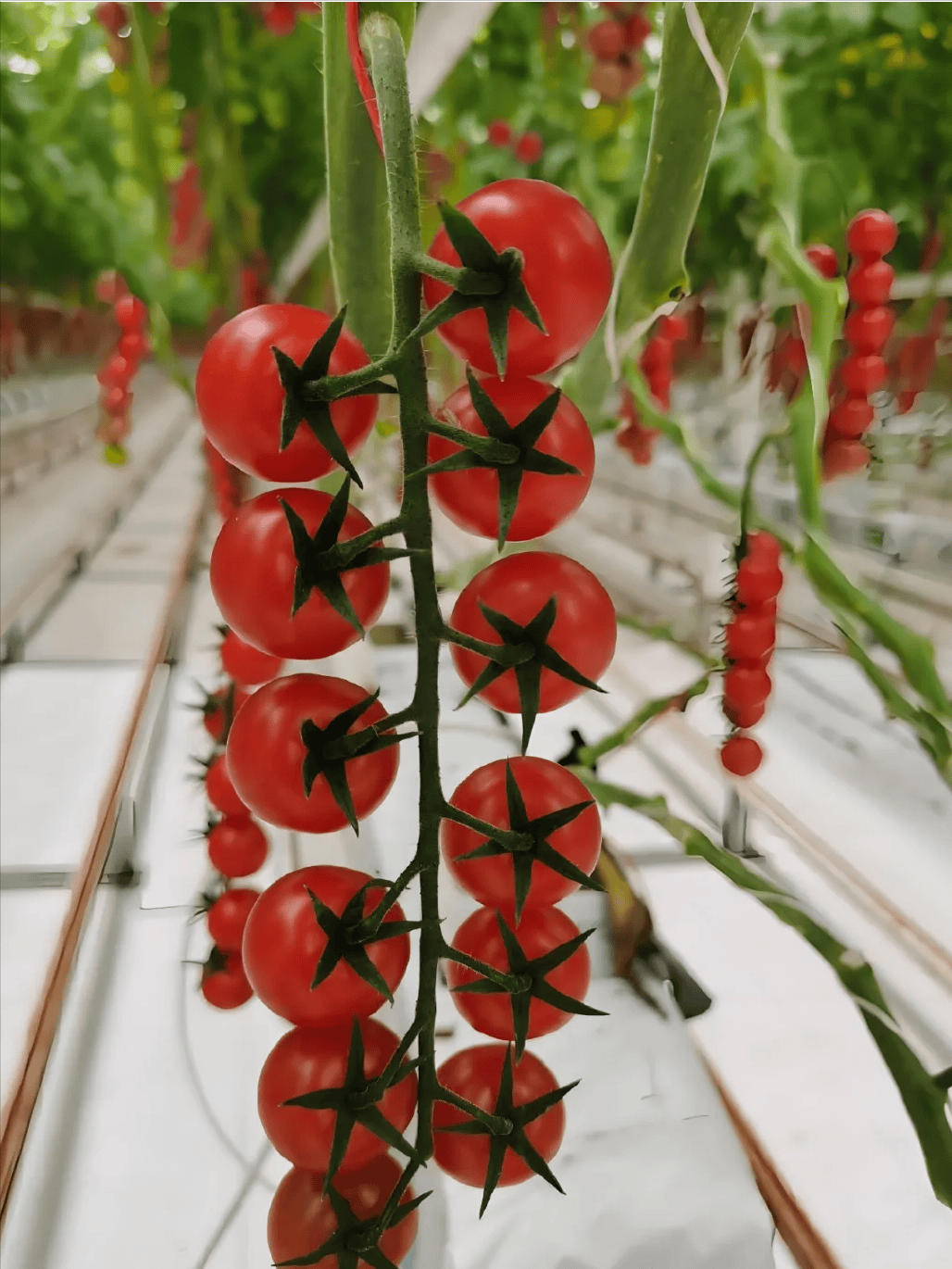 山东德州的智慧农业:番茄也能"定制"味道