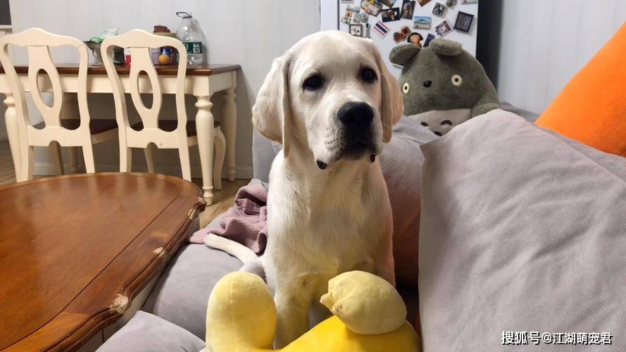 养狗久了才知道,比熊"思念"主人,有这7个表现_方式_叫声_尾巴