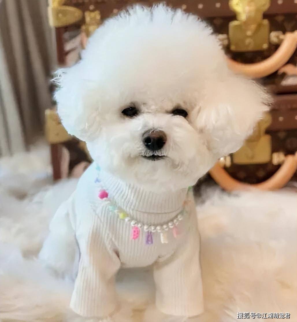 养狗久了才知道,比熊"思念"主人,有这7个表现_方式_叫声_尾巴