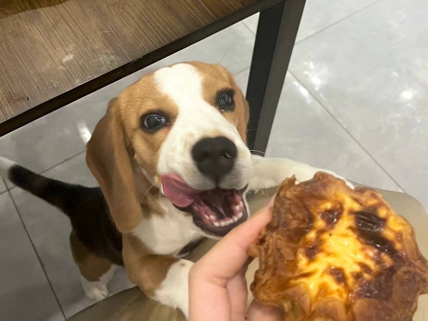 普安特宠物药科普:从猎场到家庭的狗狗——比格犬