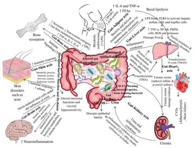 肠道菌群通过分泌小分子,酶,毒素等代谢物对宿主的代谢和生理过程进行