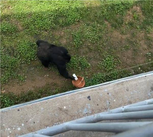 又聪明又有素质！游客手机不慎掉落，大猩猩帮捡起“礼貌归还”-猩猩会玩手机
