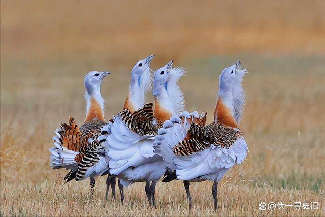 看了鸨鸟怎么繁衍,才知道古代青楼的老板娘,为何叫"老鸨"!
