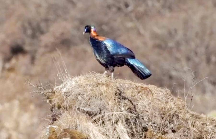 四川出现"青鸾神鸟",如行走的彩虹,太阳下能折射出100多种颜色