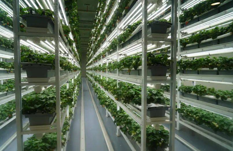 四维生态:用上"精细粮",建起"科技房"植物工厂种菜的新春天