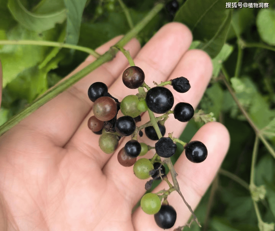 8月份,山上野果成熟,这4种果子不容错过,可食,可入药,可泡酒,好东西!