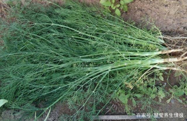 天然"青霉素"被发现,没事吃点,除菌消炎,或许远离癌细胞