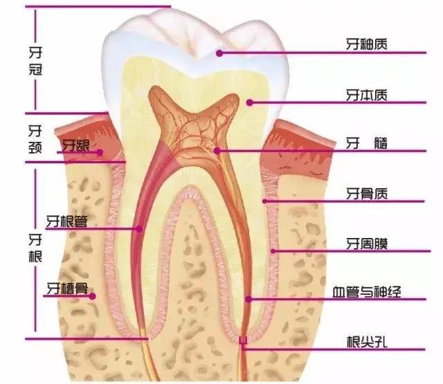 牙齿的基本结构图片图片