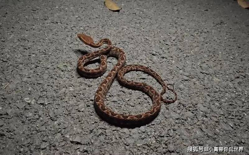 眼镜王蛇:以其王者之气和强大的毒性著称,广西的森林山区是其理想的