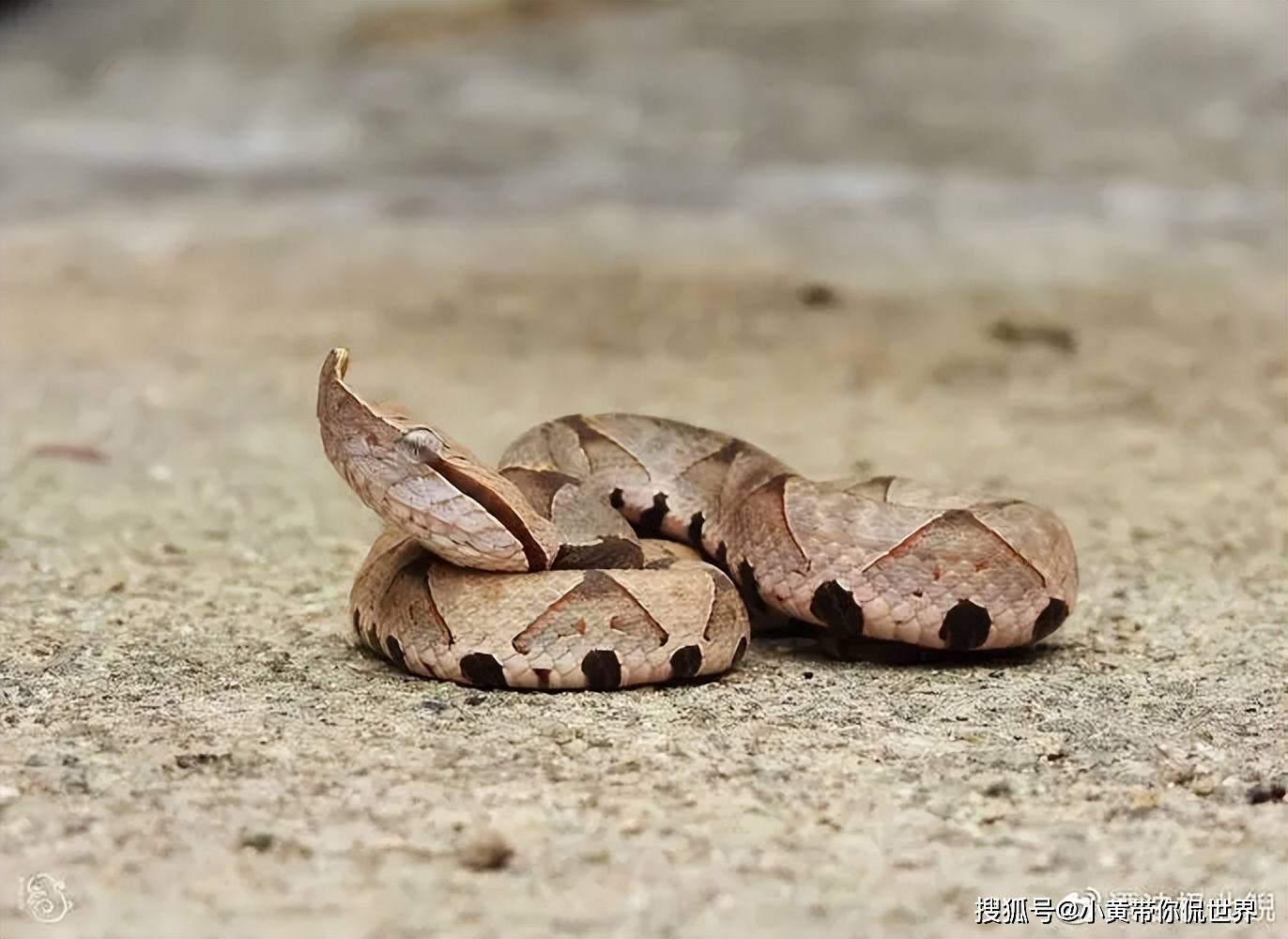 广东最多的十种毒蛇!看看你认识几种