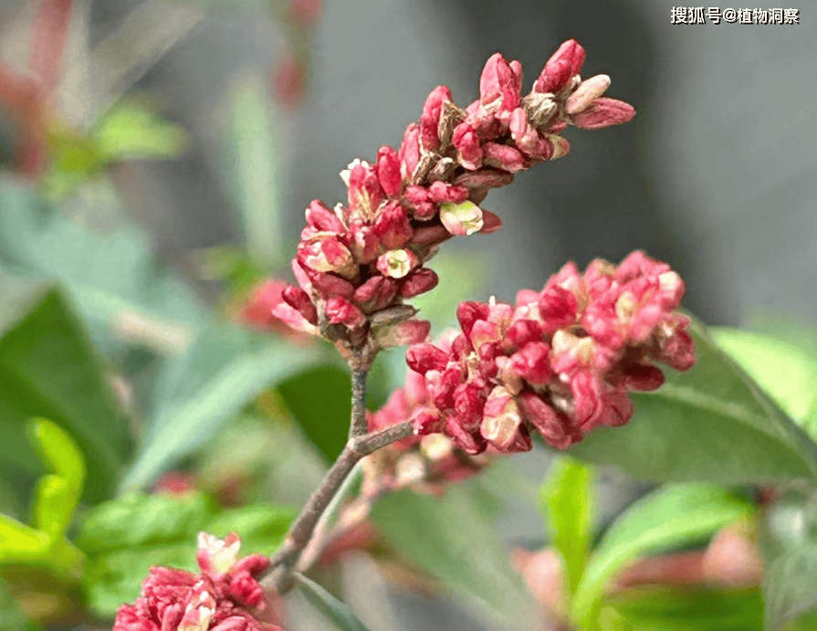 所以辣蓼草还有一个别名酒曲草