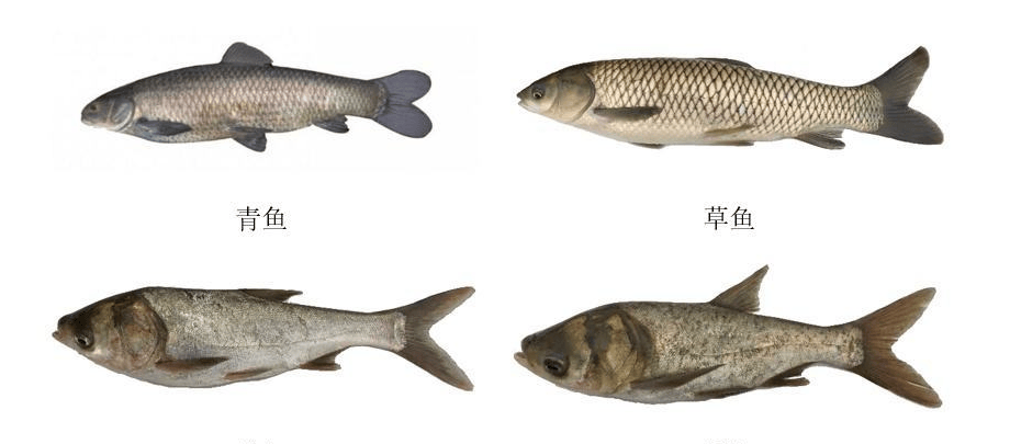 曾经霸占古人餐桌的鲤鱼,是怎么被四大家鱼抢班夺权的?