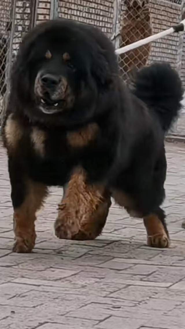 金泰獒业:诚信为本,勇夺首届"金牌獒业"冠军_藏獒_养殖_河北省黄骅市