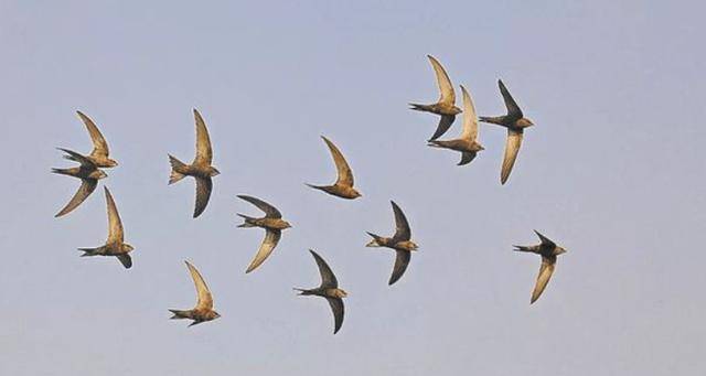 燕子每年飞往南方过冬"南方"到底在哪原来很多人都理解错了