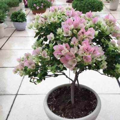 这3种"四季花",不仅好养易活,而且能四季开花,放阳台变花海