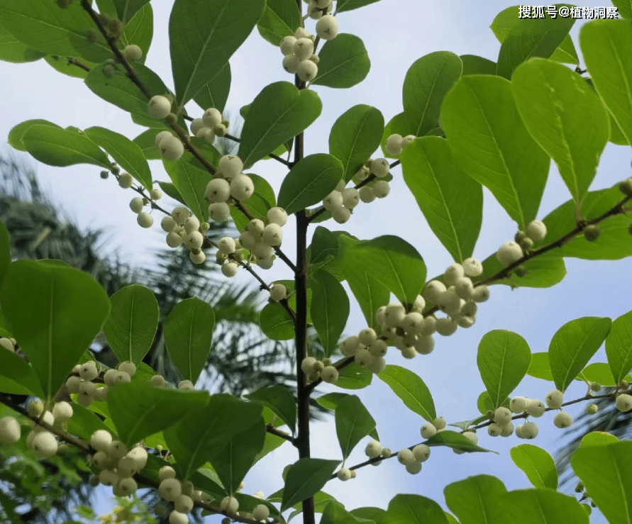 梨果白饭树图片