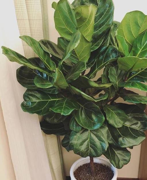 植物_叶榕_养护