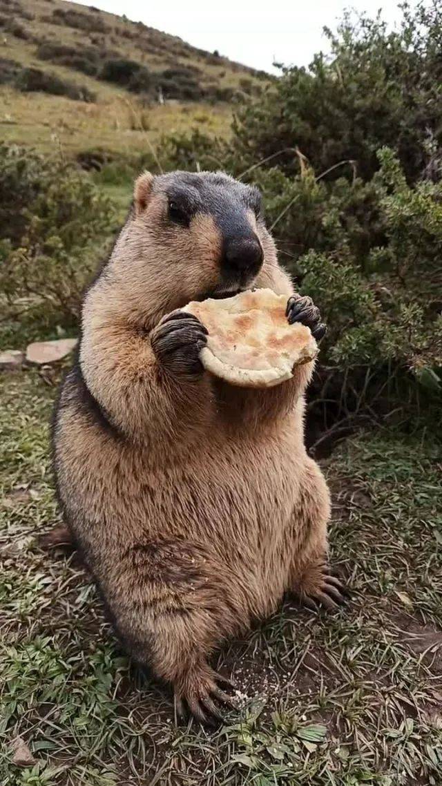 土拨鼠表情包，有多火就有多残忍_搜狐网