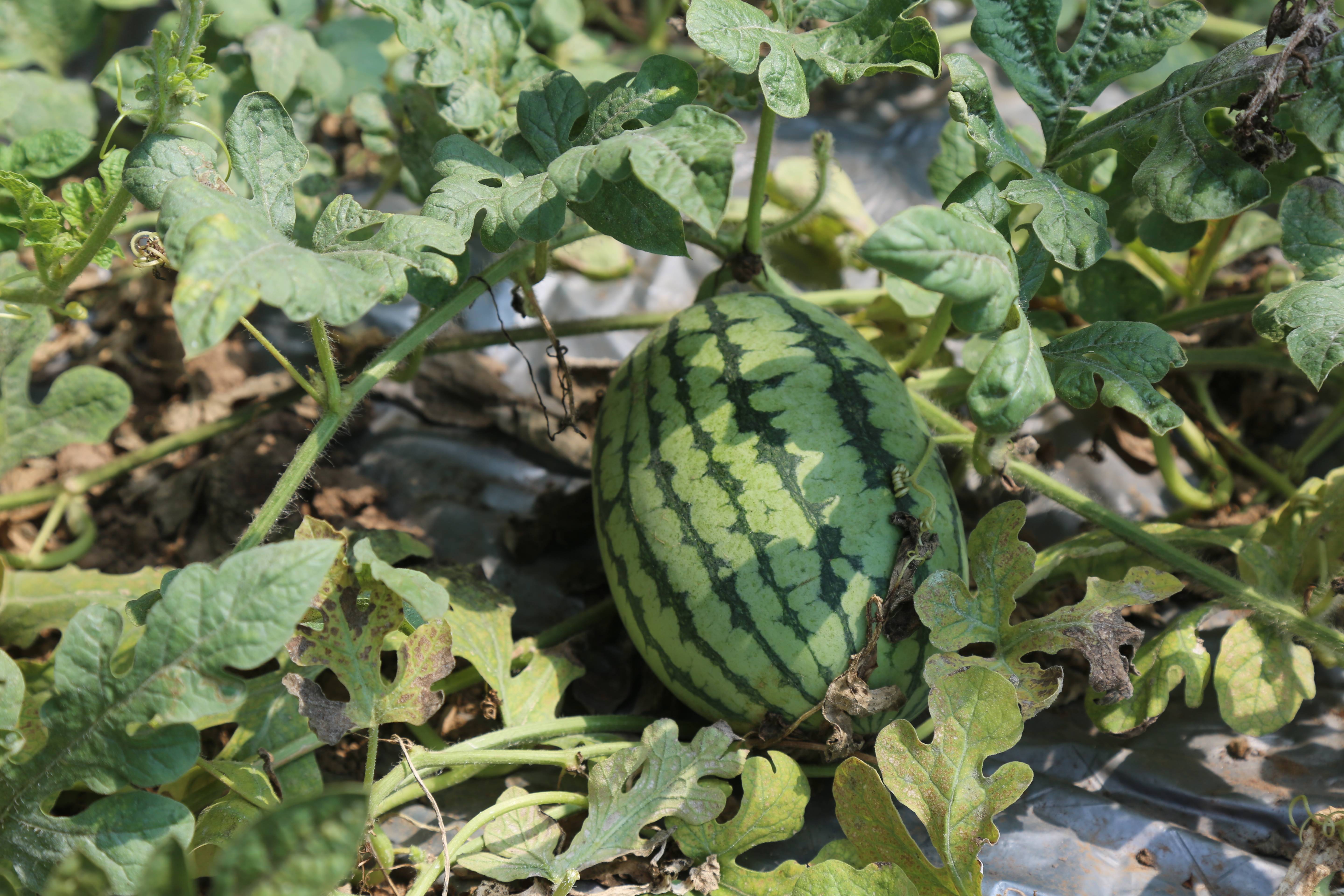 晋源区:荒地种甜瓜 奏响丰收曲_种植_邓万杰_西瓜