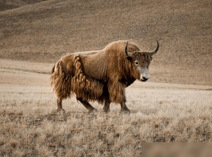 牦牛_金丝_金色