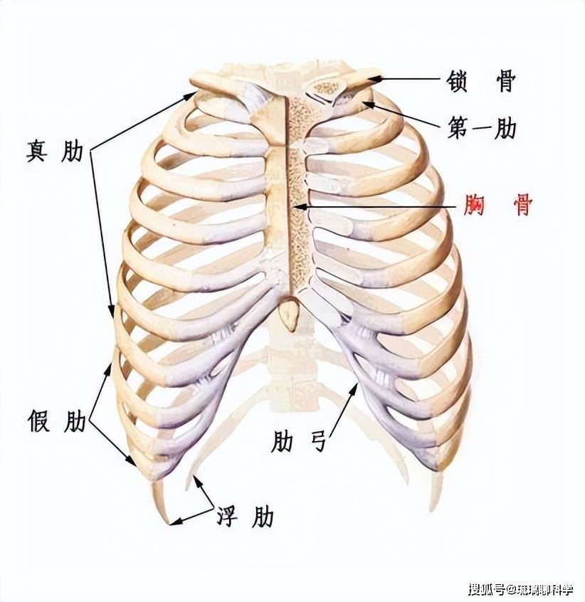 10种罕见的人体特征,拥有一个或是"天选之人",看看你是哪一种